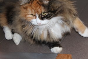 januari2012deel1 047