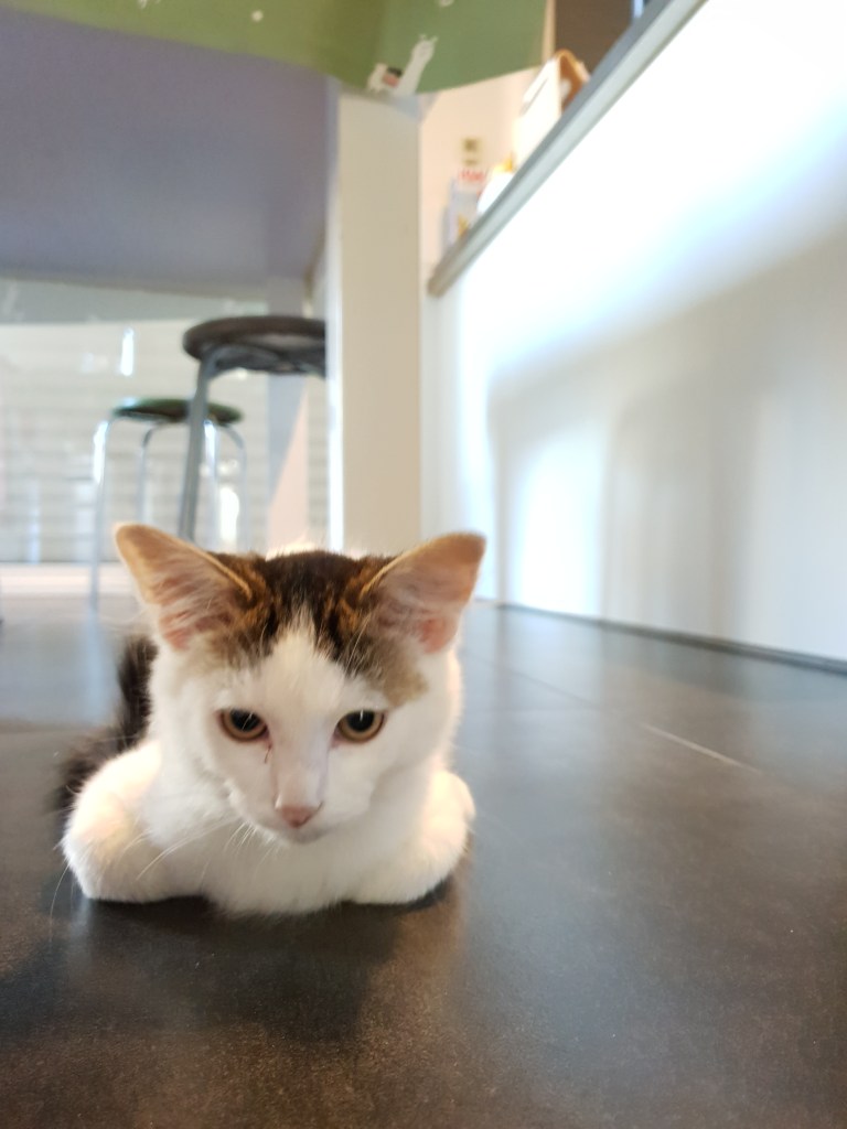 Deze afbeelding heeft een leeg alt-attribuut; de bestandsnaam is 20190814_075224.jpg